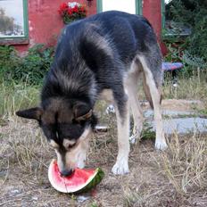 Finsk hyrdehund Ráddna