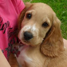 Cocker spaniel Chica