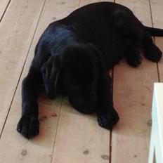 Labrador retriever sasja