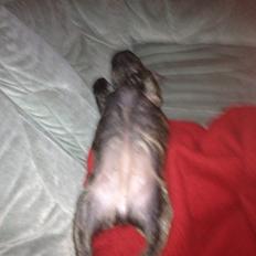 Fransk bulldog Cindy