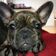 Fransk bulldog Cindy