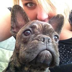 Fransk bulldog Cindy