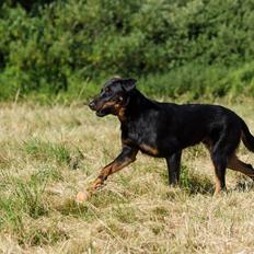 Beauceron Blackbossys Ayden