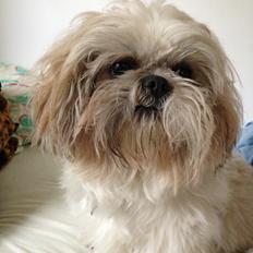 Shih tzu Louis 