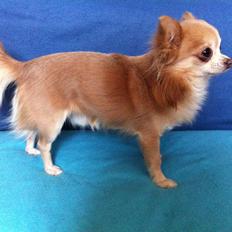 Chihuahua R.I.P MILO. Puccini de la mariposa bonita