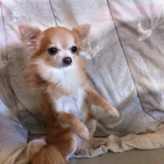 Chihuahua R.I.P MILO. Puccini de la mariposa bonita