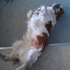 Welsh springer spaniel Flicka †