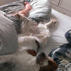 Welsh springer spaniel Flicka †