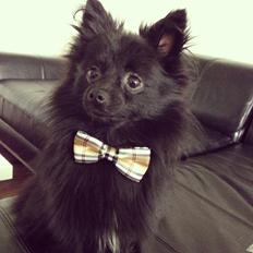 Pomeranian Louis