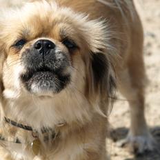 Tibetansk spaniel Zavanna *Kri Kris Pelumt*