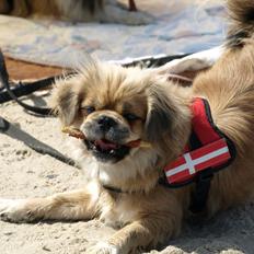 Tibetansk spaniel Zavanna *Kri Kris Pelumt*