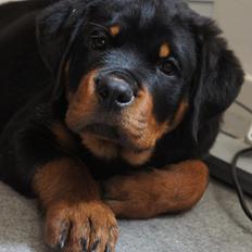 Rottweiler Janett Vom Hause Detseny