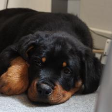 Rottweiler Janett Vom Hause Detseny