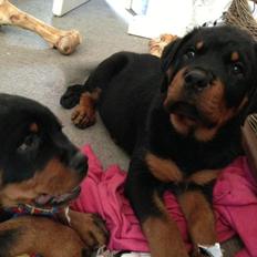 Rottweiler Janett Vom Hause Detseny