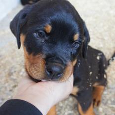 Rottweiler Jamilla Vom Hause Desteny