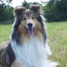 Collie langhåret Luca