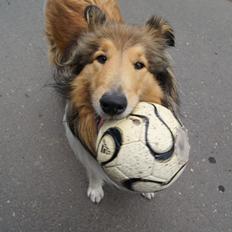 Collie langhåret Luca