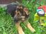Schæferhund wupti r.i.p - hygger ed en pind