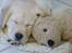Labrador retriever Juelsgaard`s Fortitudo - Henning med sin elskede bamse "Carsten", som han har haft fra hvalp.
