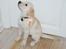 Labrador retriever Juelsgaard`s Fortitudo - Vinterskue i jan. 2013. Babyklasse.