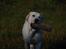 Labrador retriever Juelsgaard`s Fortitudo