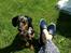 Blanding af racer 'Begga' Gravhund/DSG "Blue merle" - sommer!