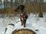 Blanding af racer 'Begga' Gravhund/DSG "Blue merle" - I hundeskoven! :)