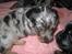 Blanding af racer 'Begga' Gravhund/DSG "Blue merle" - mini Begga 