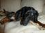 Blanding af racer 'Begga' Gravhund/DSG "Blue merle" - Begga og brorman Benji hygger :)