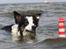Border collie Tia - 12 år