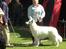 Hvid Schweizisk Hyrdehund MTM Qing Quicksilver