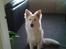 Hvid Schweizisk Hyrdehund MTM Qing Quicksilver