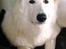 Hvid Schweizisk Hyrdehund MTM Qing Quicksilver