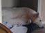 Hvid Schweizisk Hyrdehund MTM Qing Quicksilver