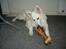 Hvid Schweizisk Hyrdehund MTM Qing Quicksilver