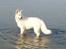 Hvid Schweizisk Hyrdehund MTM Qing Quicksilver