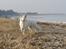 Hvid Schweizisk Hyrdehund MTM Qing Quicksilver