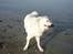 Hvid Schweizisk Hyrdehund MTM Qing Quicksilver