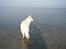 Hvid Schweizisk Hyrdehund MTM Qing Quicksilver