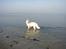 Hvid Schweizisk Hyrdehund MTM Qing Quicksilver