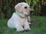 Labrador retriever Zeus