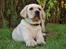 Labrador retriever Zeus