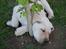 Labrador retriever Zeus