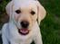 Labrador retriever Zeus