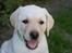 Labrador retriever Zeus