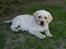 Labrador retriever Zeus