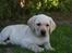 Labrador retriever Zeus