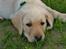 Labrador retriever Zeus