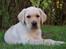 Labrador retriever Zeus