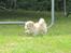 Coton de tulear Daisy